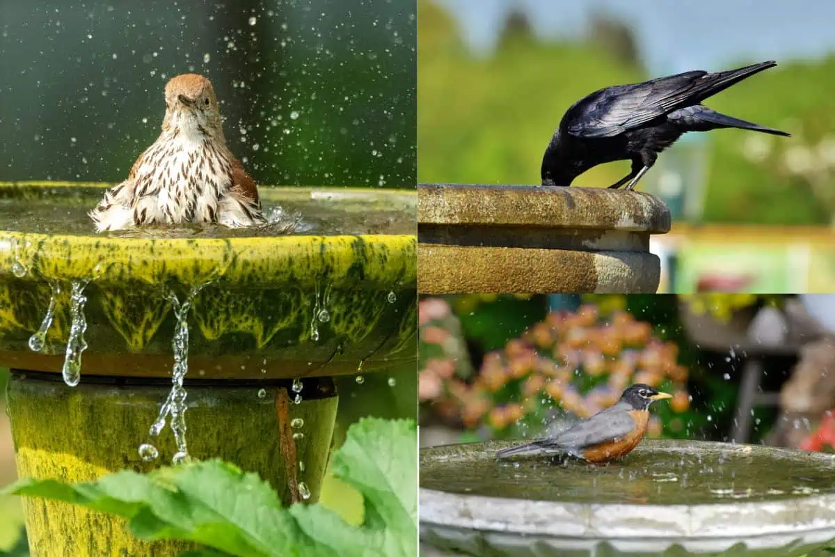 गर्मीयों में पक्षियों के लिए खाना-पानी का इंतज़ाम: एक छोटा सा प्रयास, बड़ा बदलाव!